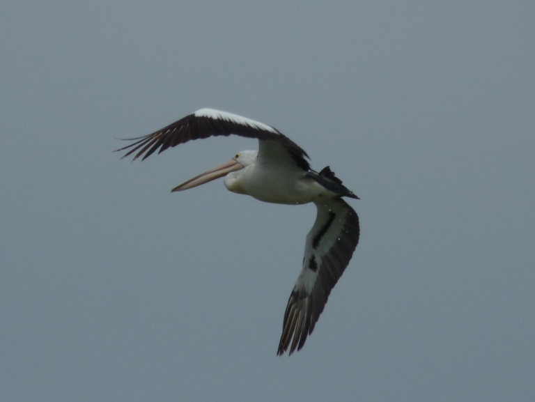 Pelikan im Landeanflug